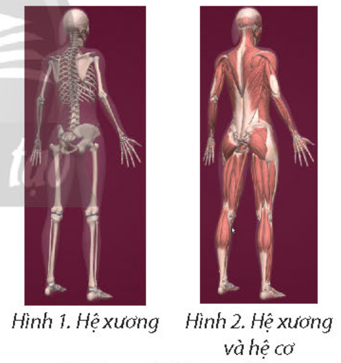 Tin học 9 - Bài 4. Phần mềm mô phỏng 11 Tin học 9 Bài 4 a Tìm hiểu cơ thể người với phần mềm Anatomy